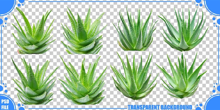 Free PSD variety of green aloe plants on transparent background