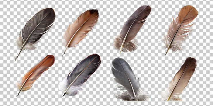 Free PSD variety of natural feathers on transparent background