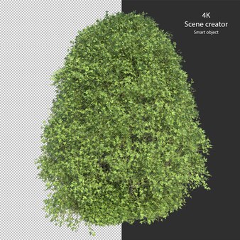 Various types of hedge small plants bushes shrub and trees isolated rendering