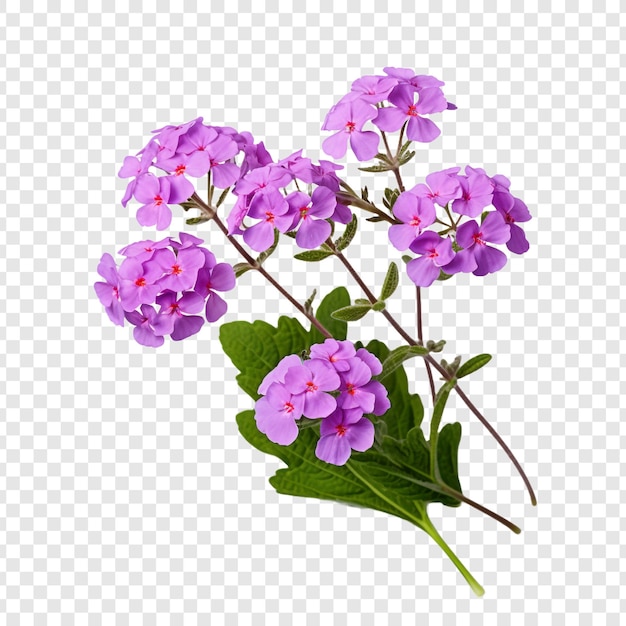 Fiore di verbena isolato su sfondo trasparente