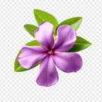 Free PSD verbena flower png isolated on transparent background