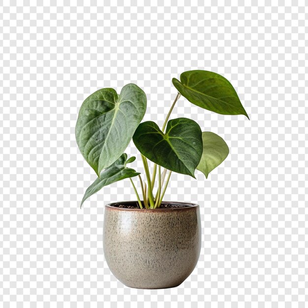 vibrant green anthurium plant in a grey pot