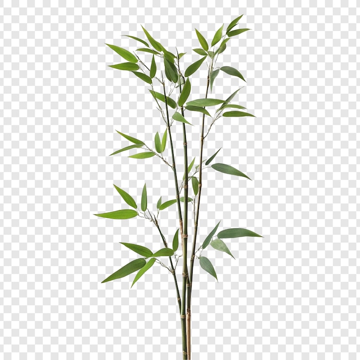 Free PSD vibrant green bamboo plant sprig isolated on white background