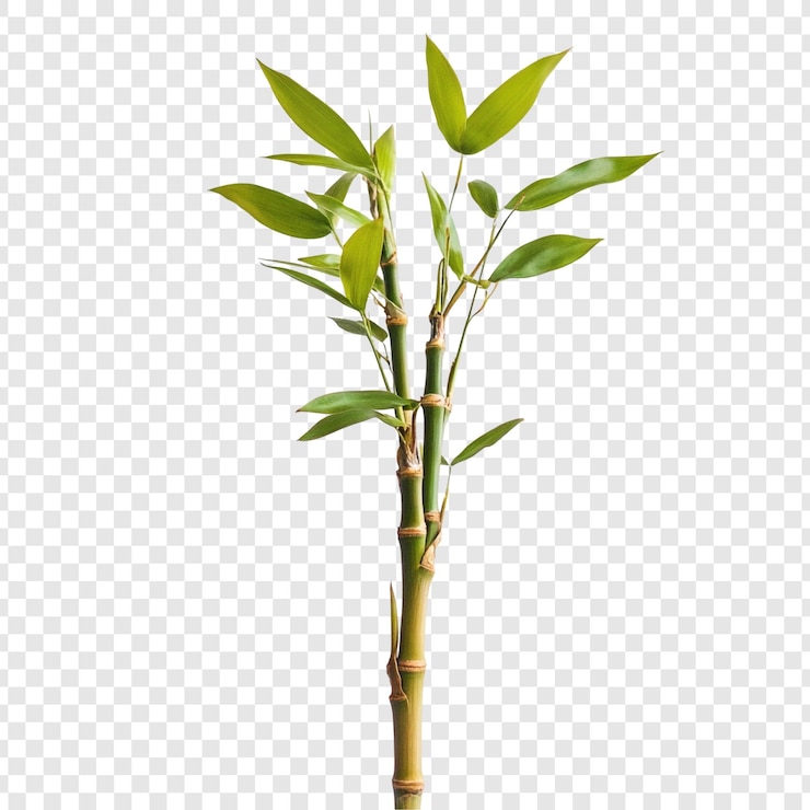 Free PSD vibrant green bamboo plant studio shot