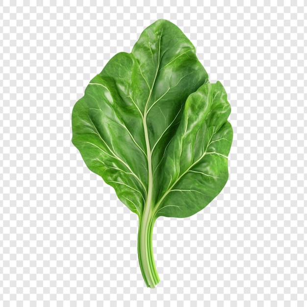 鮮やか で 健康 的 な 野菜