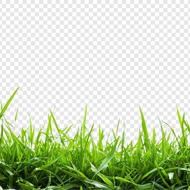 活気のある緑の草は,豊かな自然を囲んでいます.