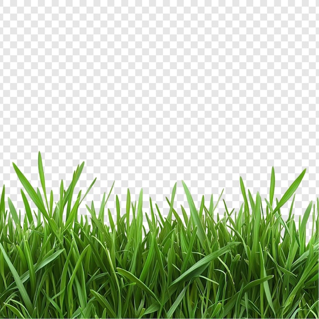 vibrant green grass border natures lush texture