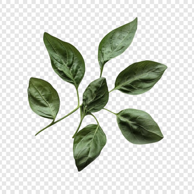 活気 の ある 緑 の 葉 は 茂る 葉っぱ を 近く から 見る