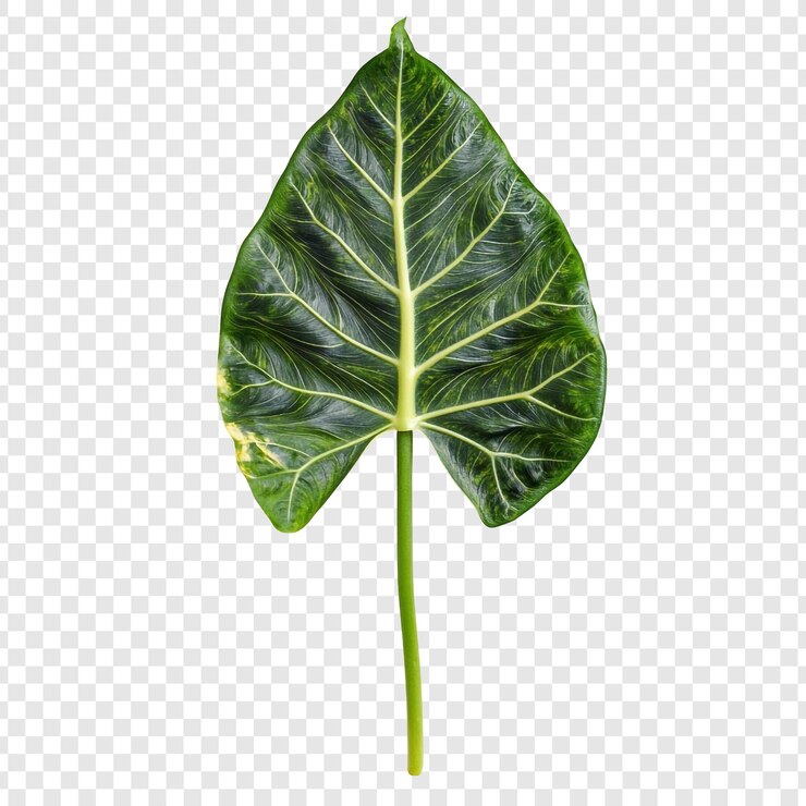 Free PSD vibrant green philodendron leaf closeup