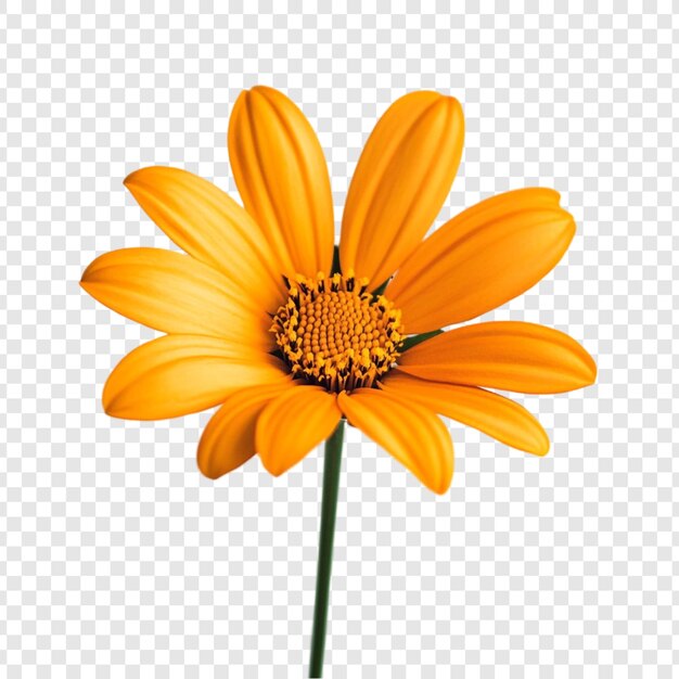 鮮やかなオレンジの花の花
