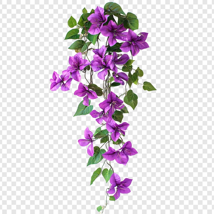 Free PSD vibrant purple bougainvillea vine a cascading display of floral beauty