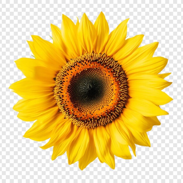 Vibrant Sunflower CloseUp A Summer Bloom
