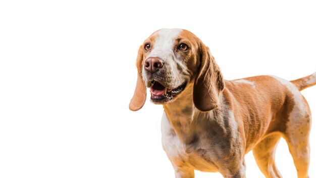 view of adorable brown and white pet dog