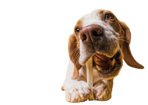 View of adorable brown and white pet dog