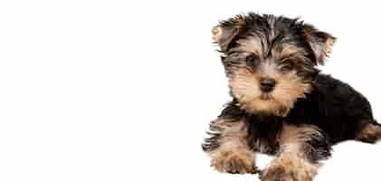 Free PSD view of adorable pet dog