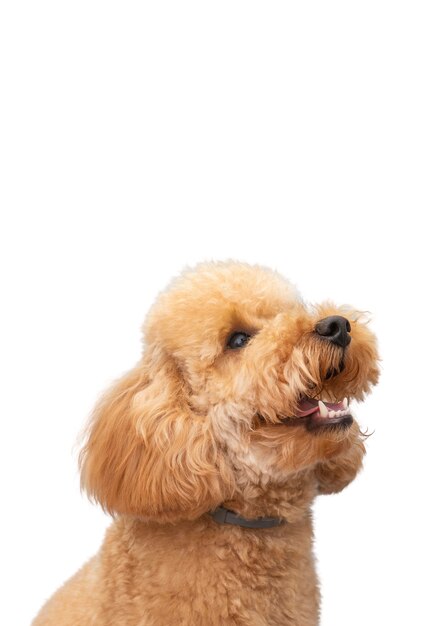 View of adorable pet dog
