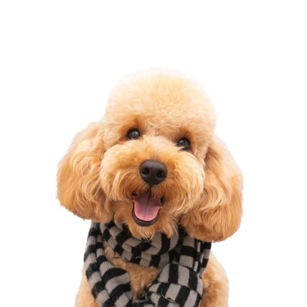 view of adorable pet dog
