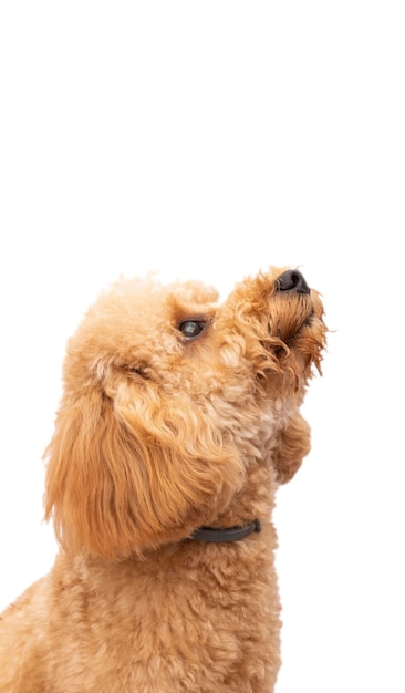 Vista dell'adorabile cane da compagnia