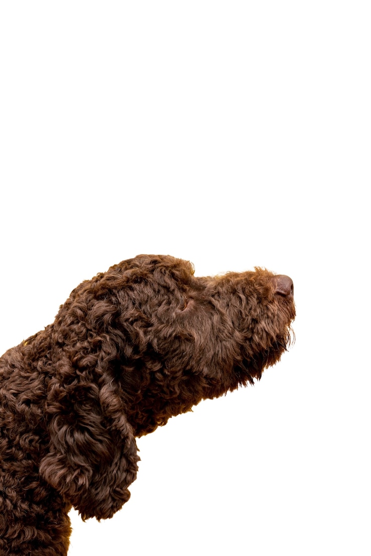 Free PSD view of adorable pet dog