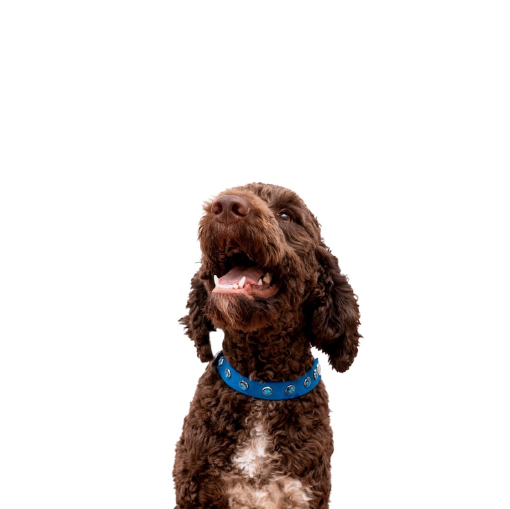 Free PSD view of adorable pet dog