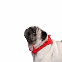 Free PSD view of adorable pug dog