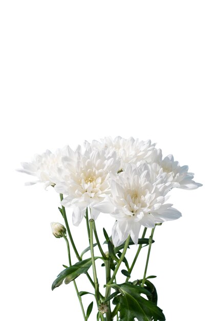아름 다운 피 데이지 꽃의 보기
