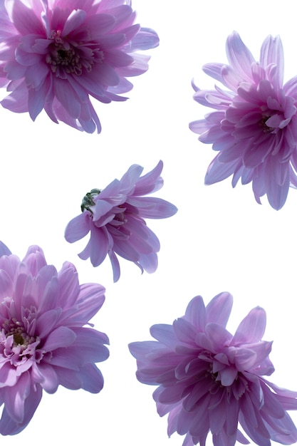 Free PSD view of beautiful blooming daisy flower