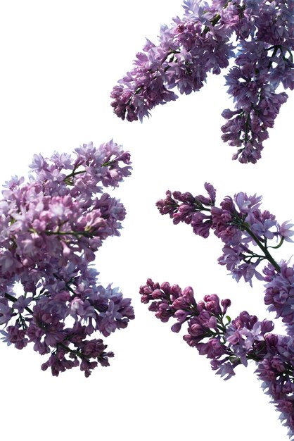 view of beautiful blooming lilac flowers