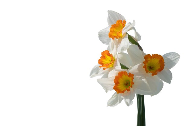 view of beautiful blooming  lily flower