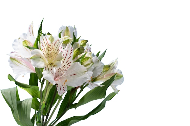 Free PSD view of beautiful blooming  lily flower