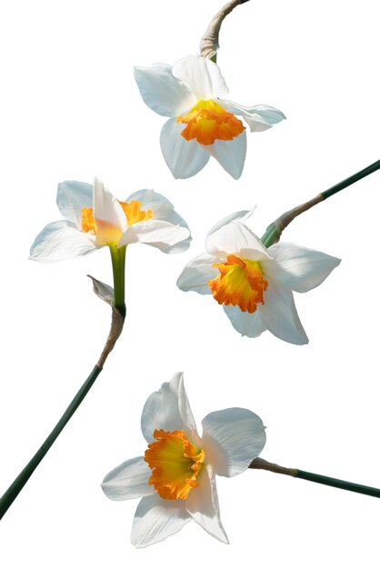 view of beautiful blooming  lily flower