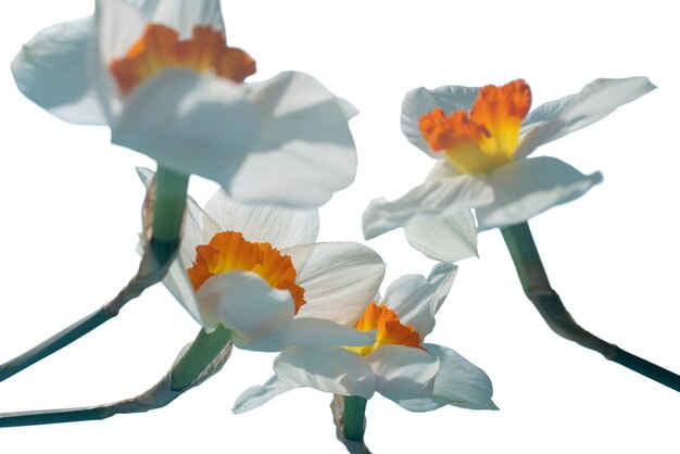 view of beautiful blooming  lily flower