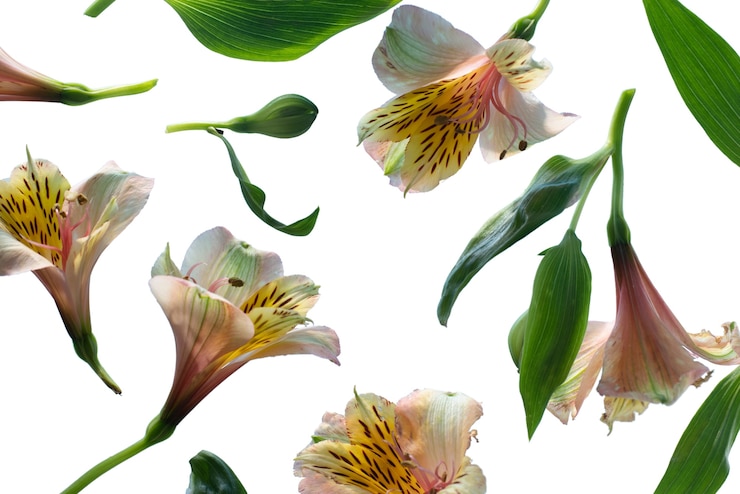 無料PSD 美しい咲くユリの花の眺め