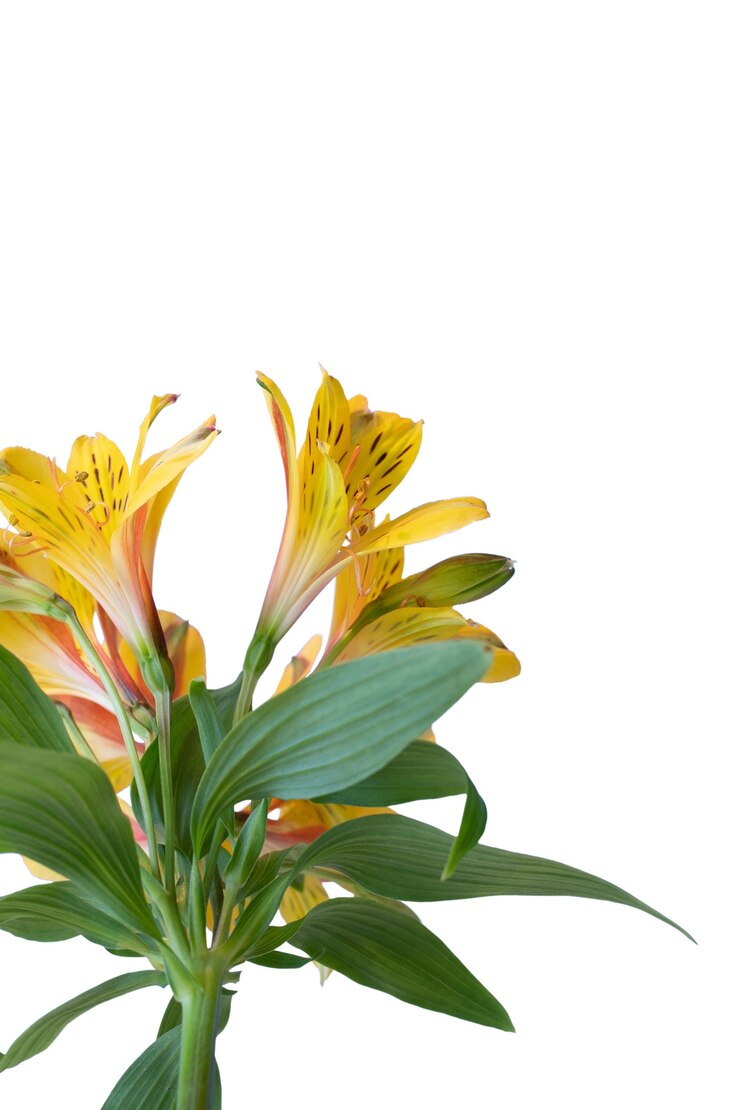 Free PSD view of beautiful blooming  lily flower