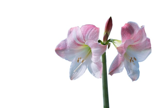 美しい咲くユリの花の眺め