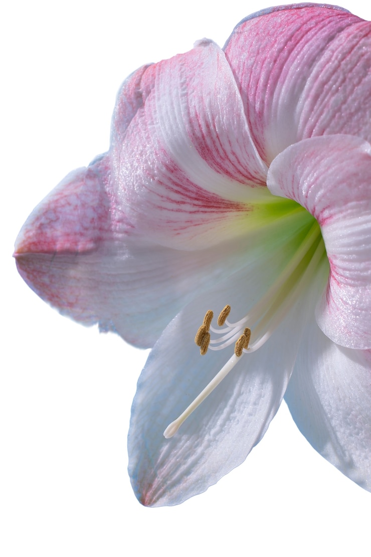 無料PSD 美しい咲くユリの花の眺め