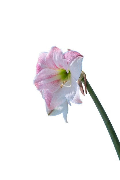 View of beautiful blooming  lily flower