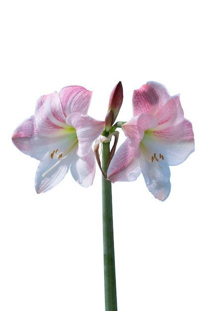 View of beautiful blooming  lily flower