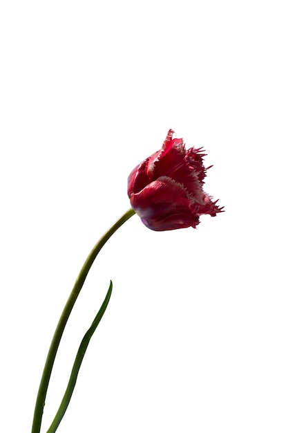 View of beautiful blooming tulip flower