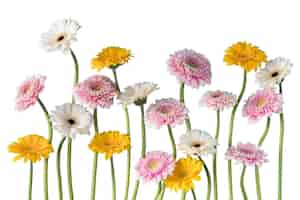 PSD gratuito vista di splendidi fiori in fiore