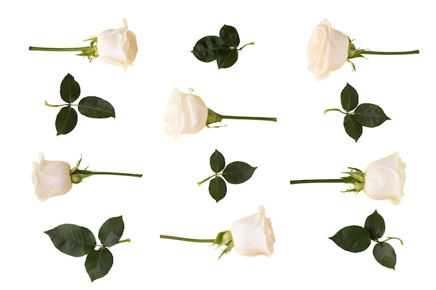 White Rose Stems Images - Free Download on Freepik