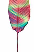 Free PSD view of beautifully multicolored leaf