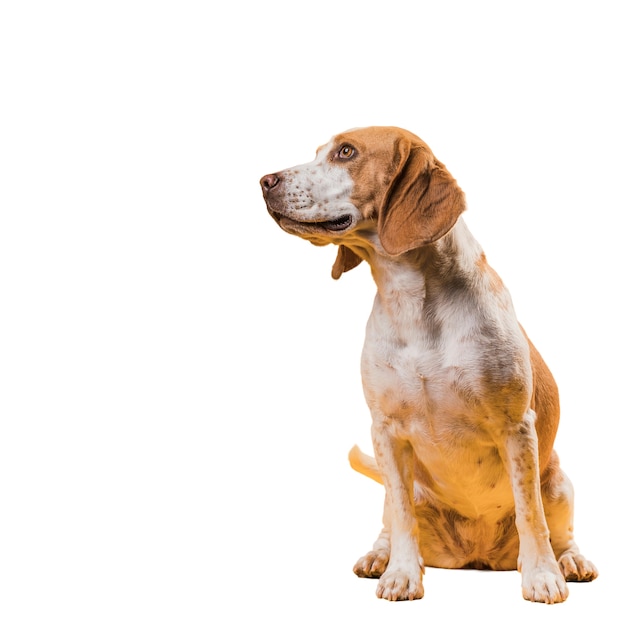 Vista del simpatico cane da compagnia marrone e bianco