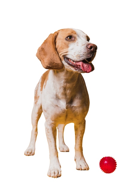 View of cute brown and white pet dog