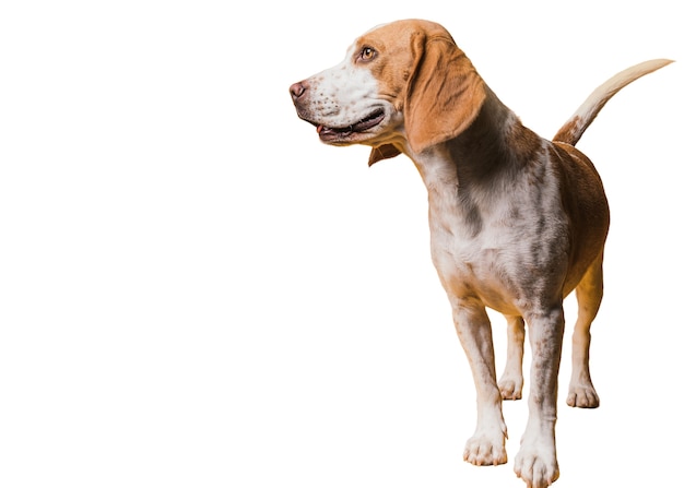 View of cute brown and white pet dog