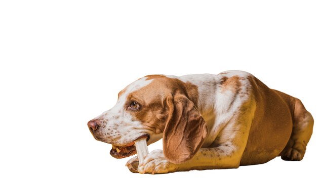 View of cute brown and white pet dog