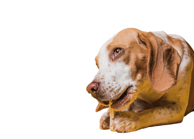 Vista del simpatico cane da compagnia marrone e bianco