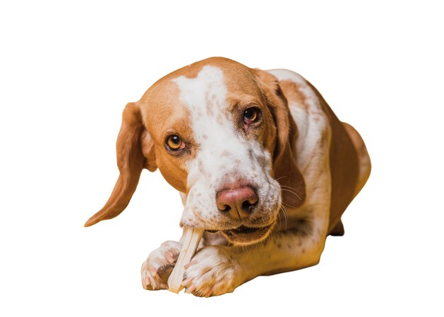 View of cute brown and white pet dog