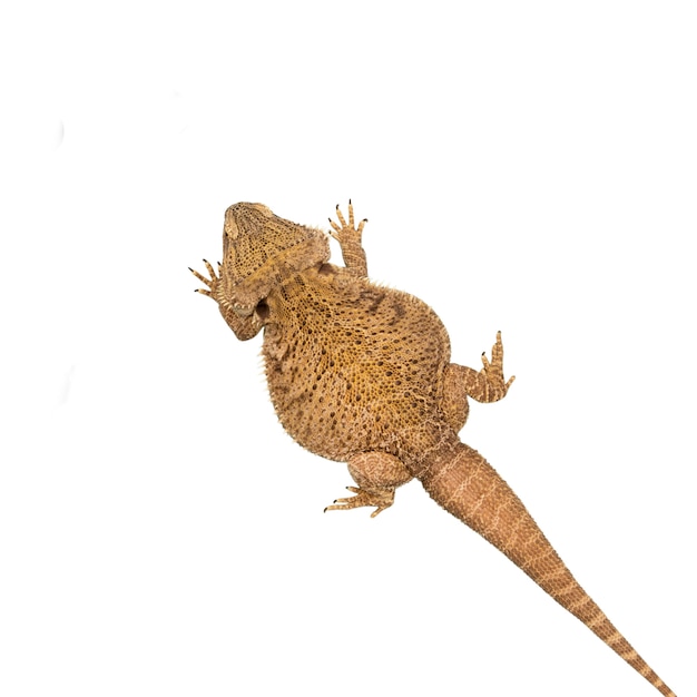 View of living reptile iguana