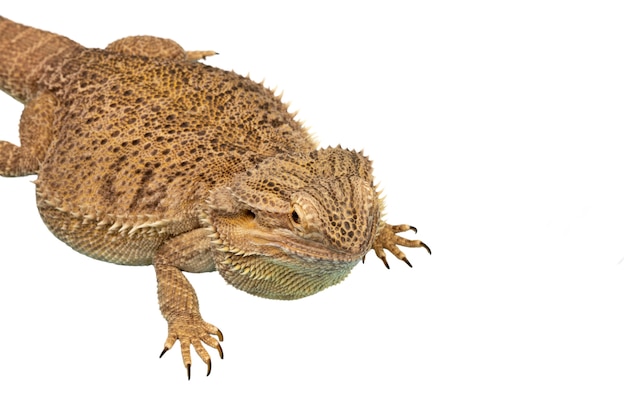 view of living reptile iguana